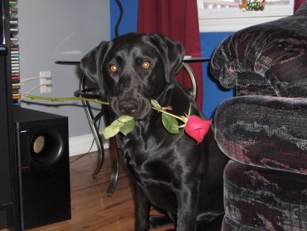 Raisin holding rose.JPG